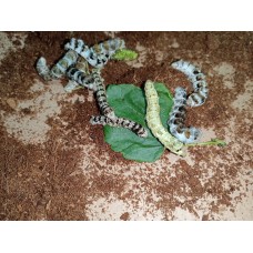 Gusanos de seda (Variedad de mutaciones)